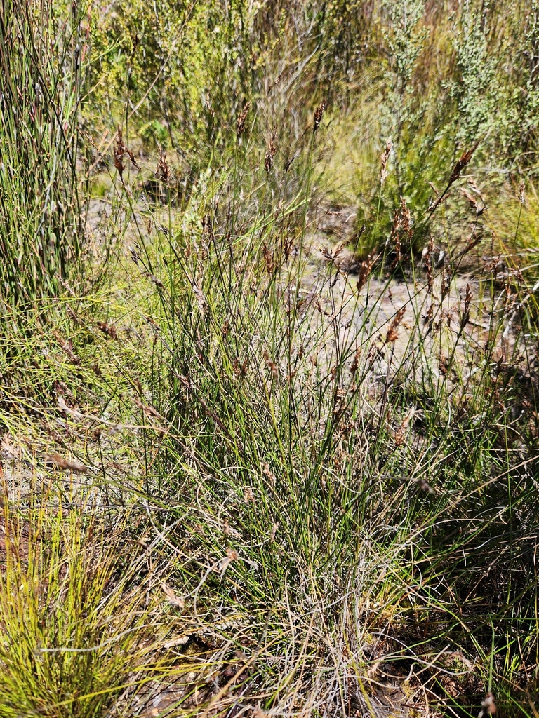 Lepyrodia anarthria (Lepyrodia anarthria)