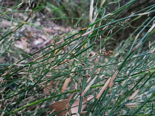 Lepyrodia flexuosa (Lepyrodia flexuosa)