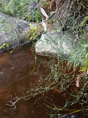 Lepyrodia flexuosa (Lepyrodia flexuosa)