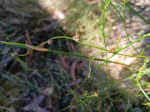 Lepyrodia flexuosa (Lepyrodia flexuosa)