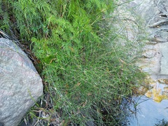 Lepyrodia flexuosa (Lepyrodia flexuosa)