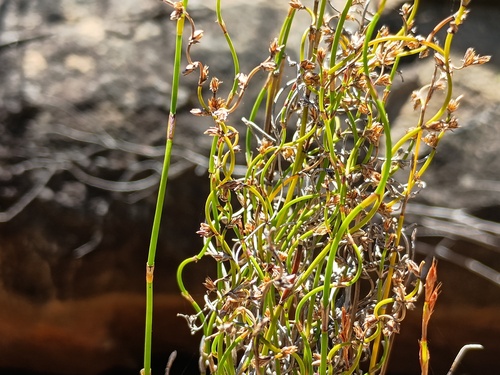 Lepyrodia flexuosa (Lepyrodia flexuosa)