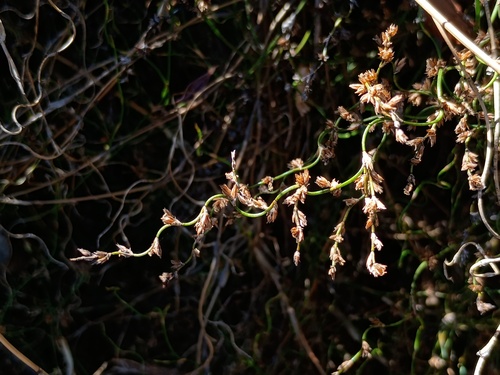 Lepyrodia flexuosa (Lepyrodia flexuosa)
