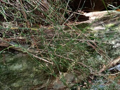 Lepyrodia flexuosa (Lepyrodia flexuosa)
