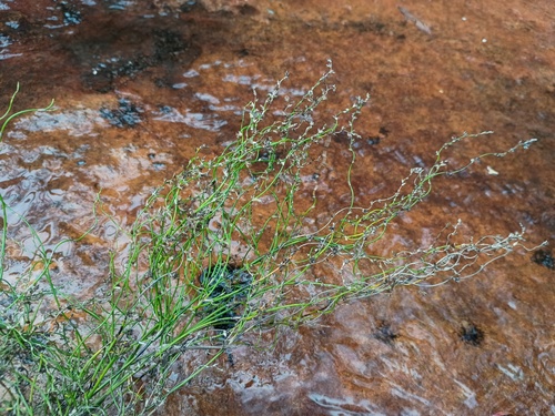 Lepyrodia flexuosa (Lepyrodia flexuosa)