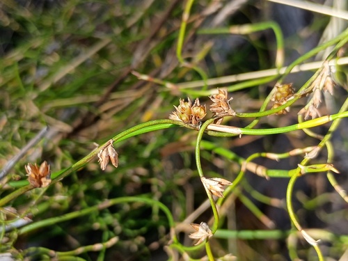 Lepyrodia flexuosa (Lepyrodia flexuosa)