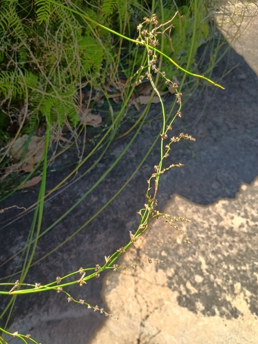 Lepyrodia flexuosa (Lepyrodia flexuosa)
