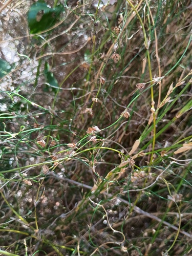 Lepyrodia flexuosa (Lepyrodia flexuosa)