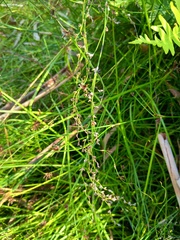 Lepyrodia flexuosa (Lepyrodia flexuosa)