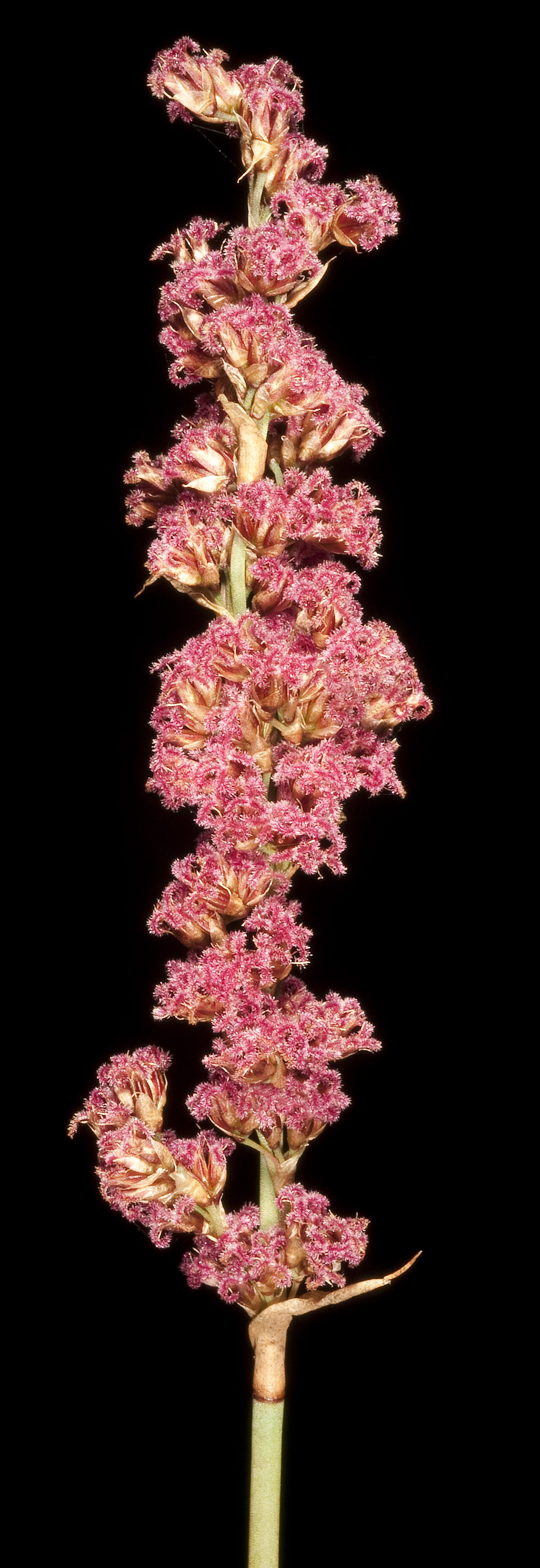 Lepyrodia glauca: KRT4418