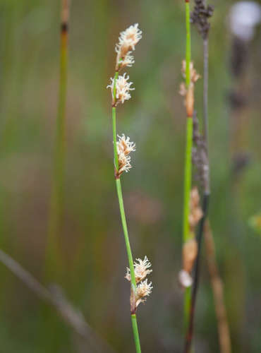 Lepyrodia muelleri (Lepyrodia muelleri)