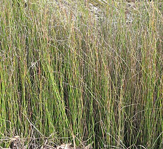 Lepyrodia muelleri: Lepyrodia muelleri (cultivated, labelled) Royal Botanic Gardens Cranbourne, Victoria, Australia