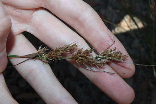 Lepyrodia scariosa (Lepyrodia scariosa)