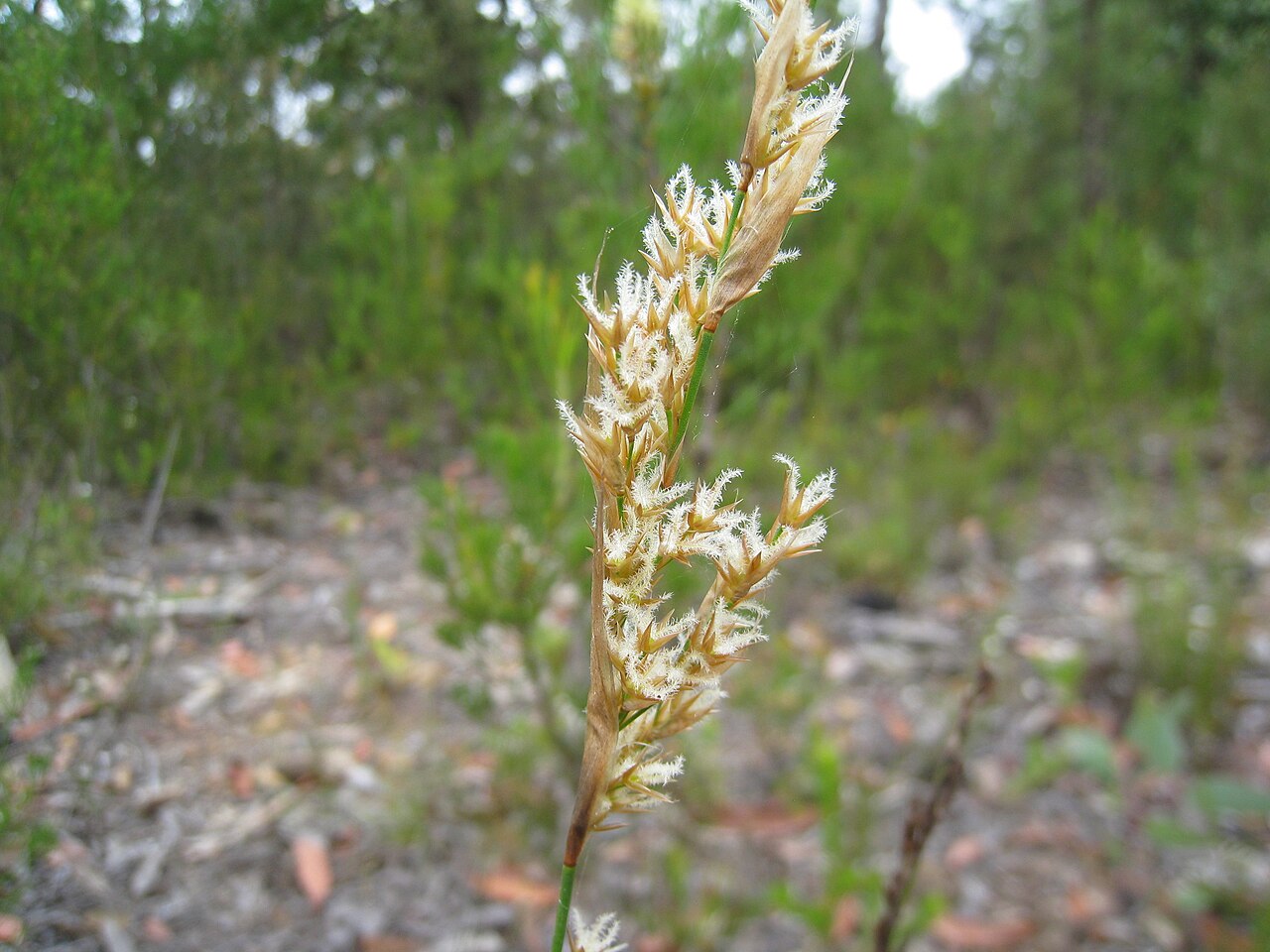 Lepyrodia scariosa: Flower with white bits. Lepyrodia scariosa. Dharawal Nature Reserve, NSW Australia, January 2011.