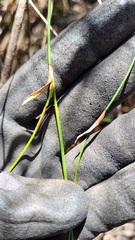 Lepyrodia scariosa (Lepyrodia scariosa)