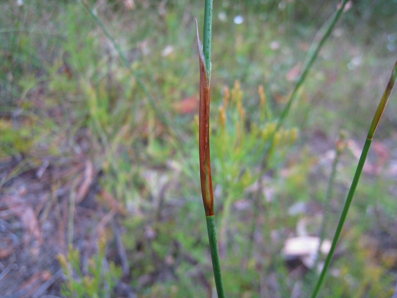 Lepyrodia scariosa: Leaf sheaths are regularly spaced up the stem, their tapered tips coming to a point. Lepyrodia scariosa. Dharawal Nature Reserve, NSW Australia, January 2011.