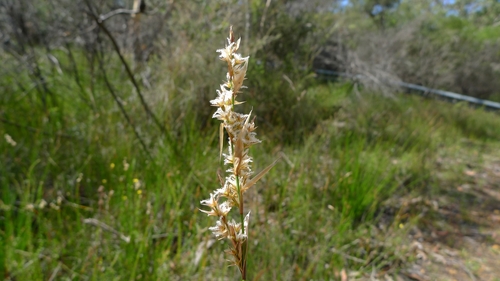 Lepyrodia scariosa (Lepyrodia scariosa)