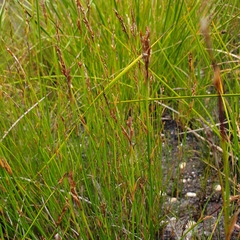 Lepyrodia scariosa (Lepyrodia scariosa)