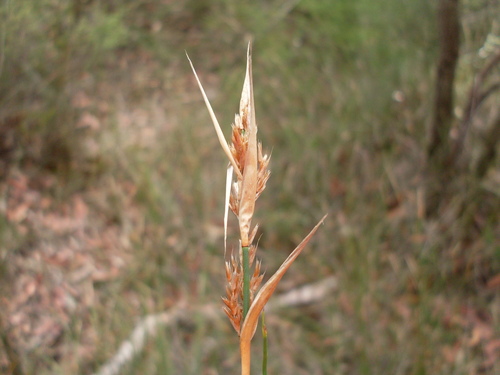 Lepyrodia scariosa (Lepyrodia scariosa)