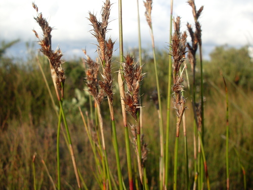 Lepyrodia scariosa (Lepyrodia scariosa)