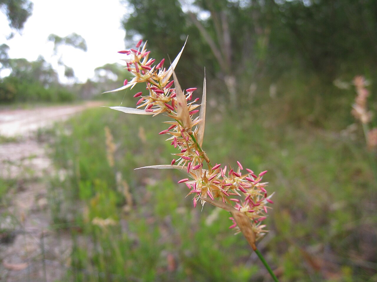 Lepyrodia scariosa: Flower with red bits. Lepyrodia scariosa. Dharawal Nature Reserve, NSW Australia, January 2011.