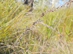 Lepyrodia scariosa (Lepyrodia scariosa)