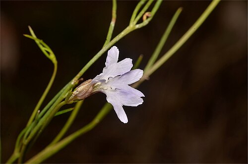 Leschenaultia filiformis: Lechenaultia filiformis near the Bruce Highway, 8 km south of Cardwell, Queensland
