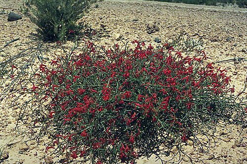 Leschenaultia hirsuta: Lechenaultia hirsuta , showing habit at the Eneabba Highway, Western Australia