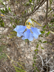 Leschenaultia hortii (Leschenaultia hortii)