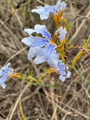 Leschenaultia hortii (Leschenaultia hortii)