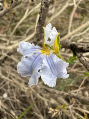 Leschenaultia hortii (Leschenaultia hortii)