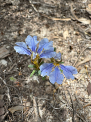 Leschenaultia hortii (Leschenaultia hortii)