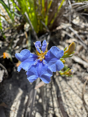 Leschenaultia hortii (Leschenaultia hortii)