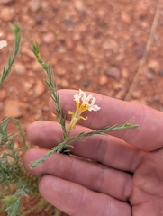 Leschenaultia lutescens (Leschenaultia lutescens)