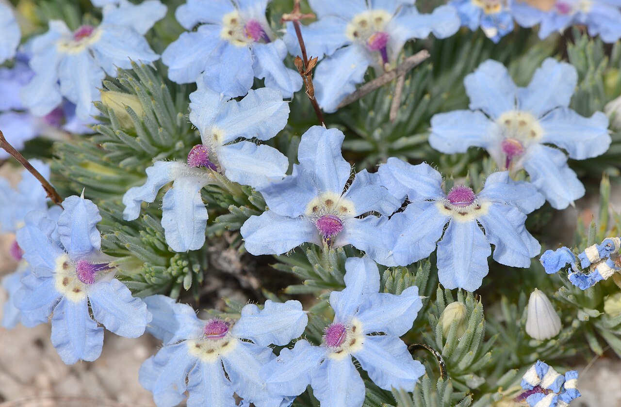 Leschenaultia pulvinaris: Lechenaultia pulvinaris (cushion leschenaultia). Lechenaultia was an incorrect spelling by Robert Brown who named the genre for Jean-Baptiste Louis Claud Theodo