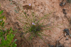 Leschenaultia subcymosa (Leschenaultia subcymosa)