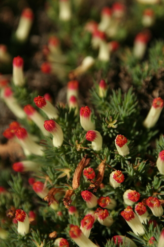 Leschenaultia tubiflora (Leschenaultia tubiflora)