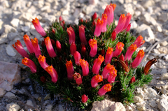 Leschenaultia tubiflora (Leschenaultia tubiflora)