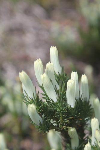 Leschenaultia tubiflora (Leschenaultia tubiflora)