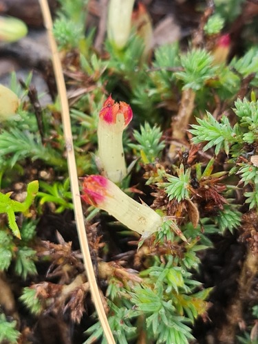 Leschenaultia tubiflora (Leschenaultia tubiflora)