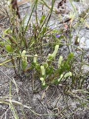 Leschenaultia tubiflora (Leschenaultia tubiflora)