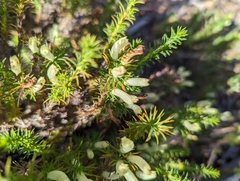 Leschenaultia tubiflora (Leschenaultia tubiflora)