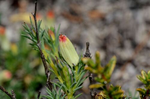 Leschenaultia tubiflora (Leschenaultia tubiflora)