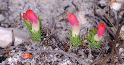 Leschenaultia tubiflora (Leschenaultia tubiflora)