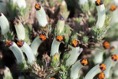 Leschenaultia tubiflora (Leschenaultia tubiflora)