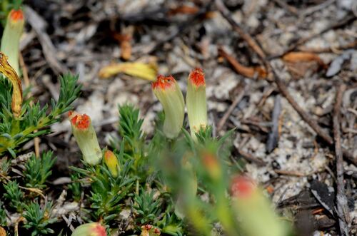 Leschenaultia tubiflora (Leschenaultia tubiflora)