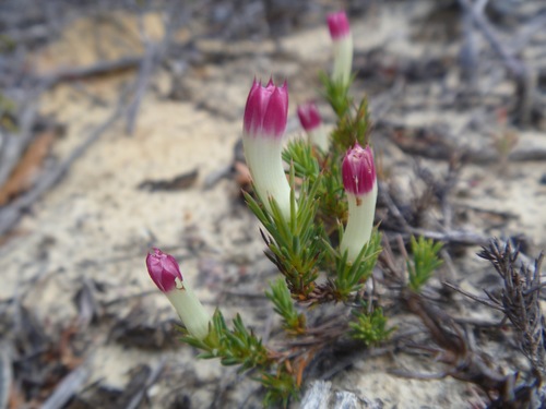Leschenaultia tubiflora (Leschenaultia tubiflora)