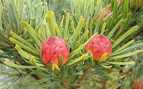 Linear-leaf conebush: Linearleaf Conebush