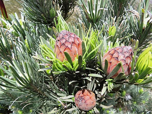 Linear-leaf conebush: Linearleaf Conebush