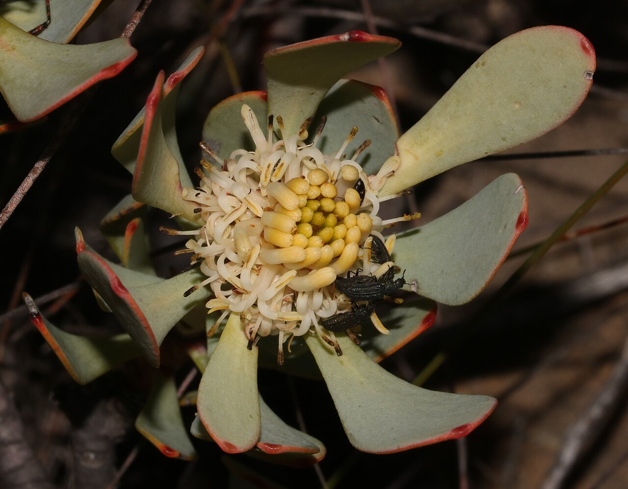 Red-edge conebush: Red-edge Conebush